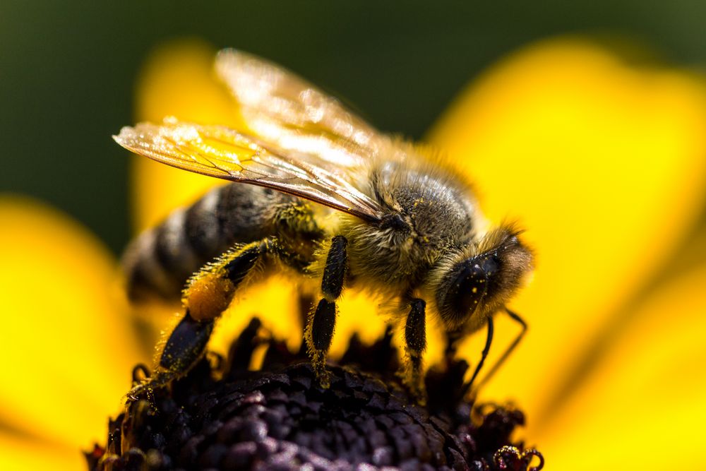 Honigbiene Foto & Bild | makro, biene Bilder auf fotocommunity