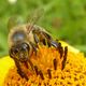 Wespen, Bienen und H