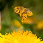 Honigbiene am Löwenzahn