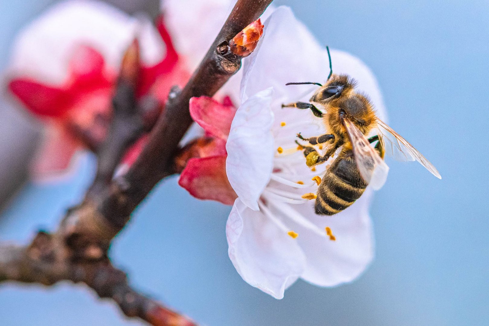 Honigbiene an Aprikosenblüte