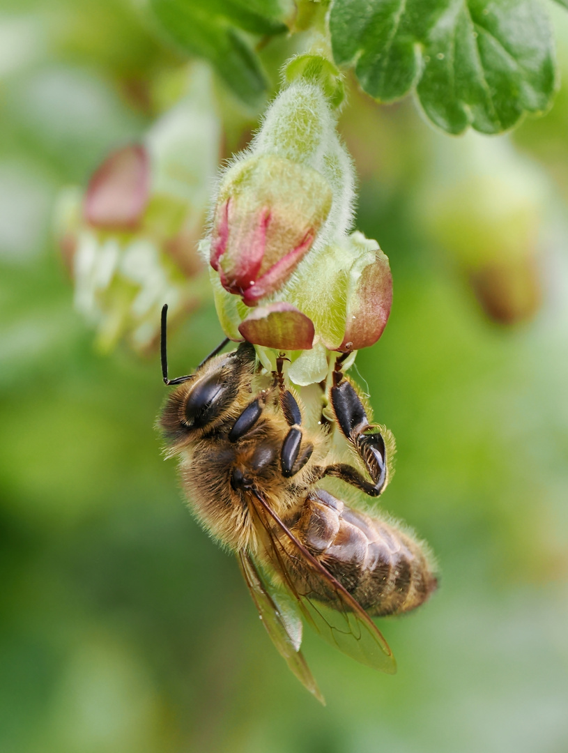 Honigbiene an der Stachelbeerenblüte