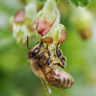 Honigbiene an der Stachelbeerenblüte