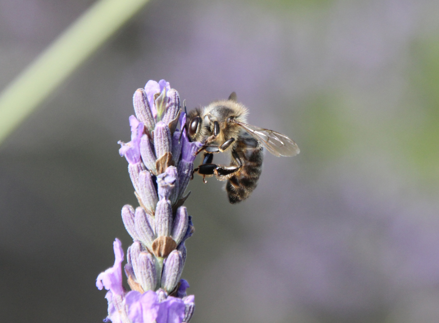 Honigbiene an einer Lavendelblüte