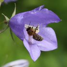 Honigbiene an Glockenblume