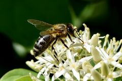 Honigbiene an Hartriegel