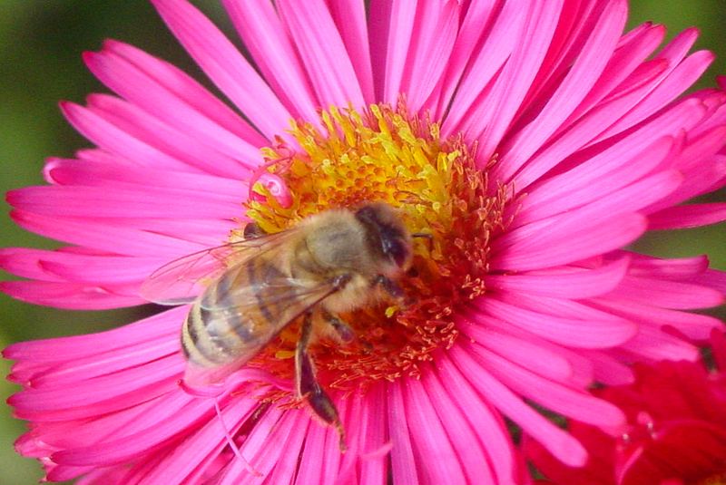 Honigbiene an Herbstaster