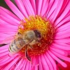Honigbiene an Herbstaster