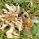 Honigbiene an Kleeblüte