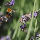 Honigbiene an Lavendelblüten