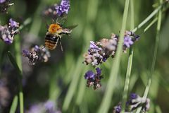 Honigbiene an Lavendelblüten