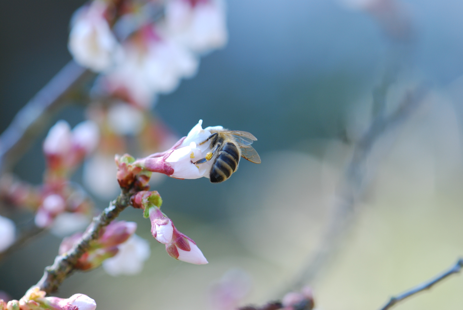 Honigbiene an Märzenkirsche