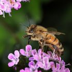 Honigbiene an Thymian