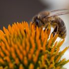 Honigbiene - Apis