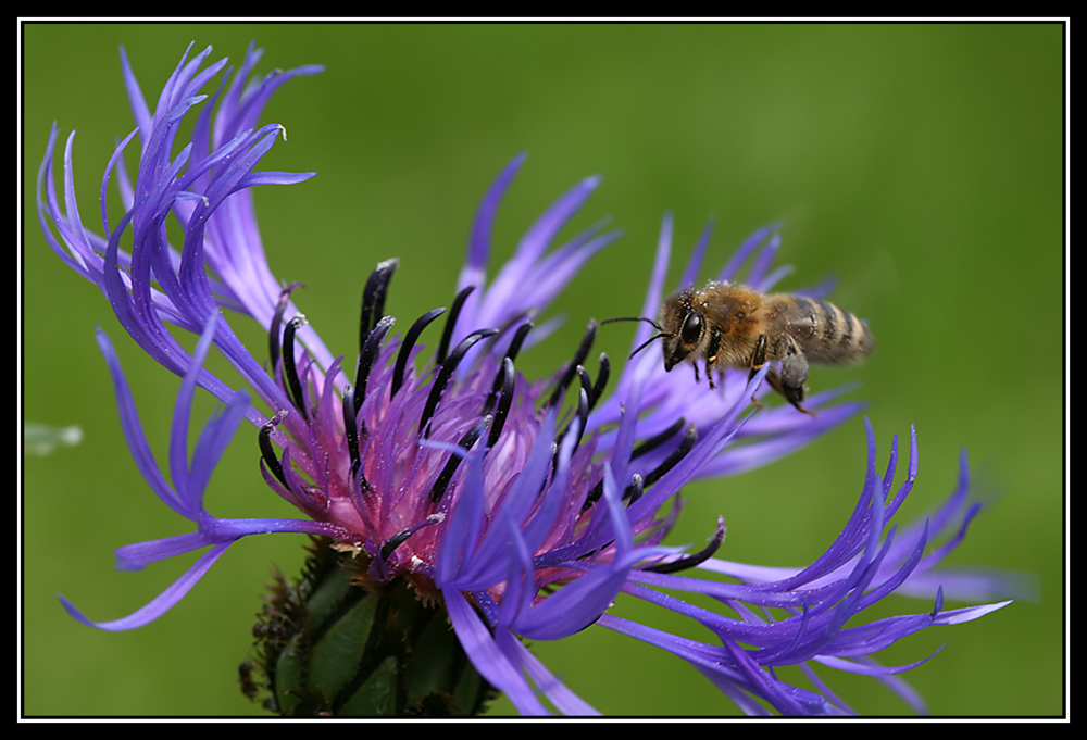 Honigbiene (Apis mellifera)