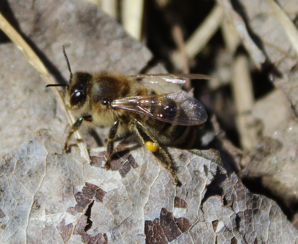 Honigbiene (Apis mellifera)