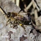 Honigbiene (Apis mellifera)