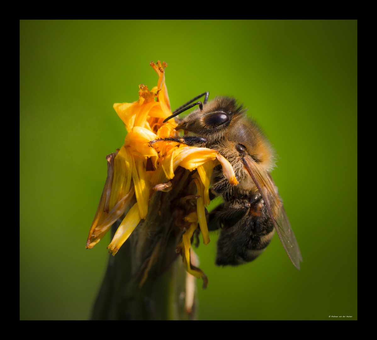 Honigbiene (Apis mellifera)