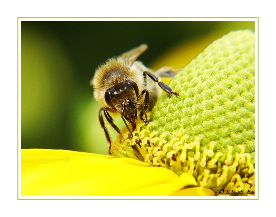 Honigbiene (Apis mellifera)