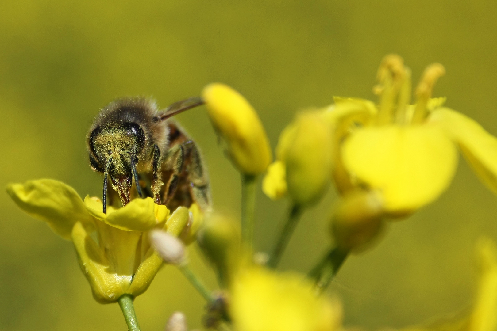 Honigbiene (Apis mellifera)