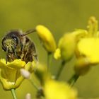 Honigbiene (Apis mellifera)