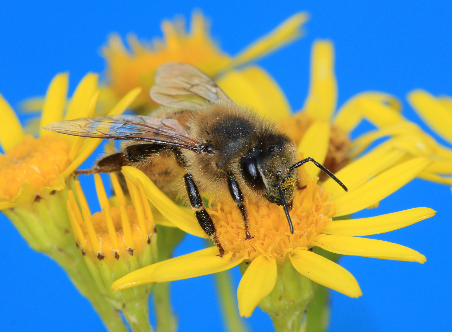 Honigbiene, Apis mellifera, auf Greiskraut