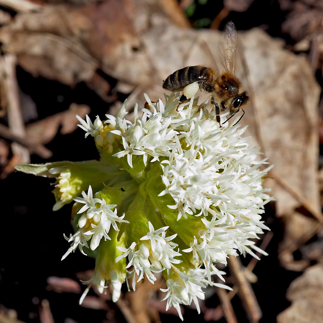 Honigbiene (Apis mellifera) auf Weisser Pestwurz (Petasites albus).