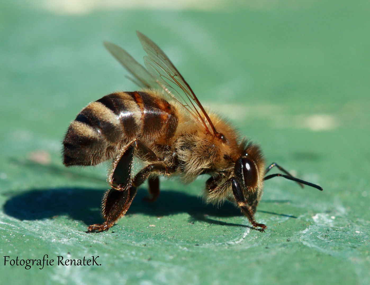 Honigbiene - Apis mellifera aus einer anderen Perspektive