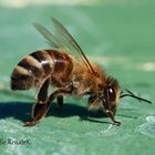 Honigbiene - Apis mellifera aus einer anderen Perspektive