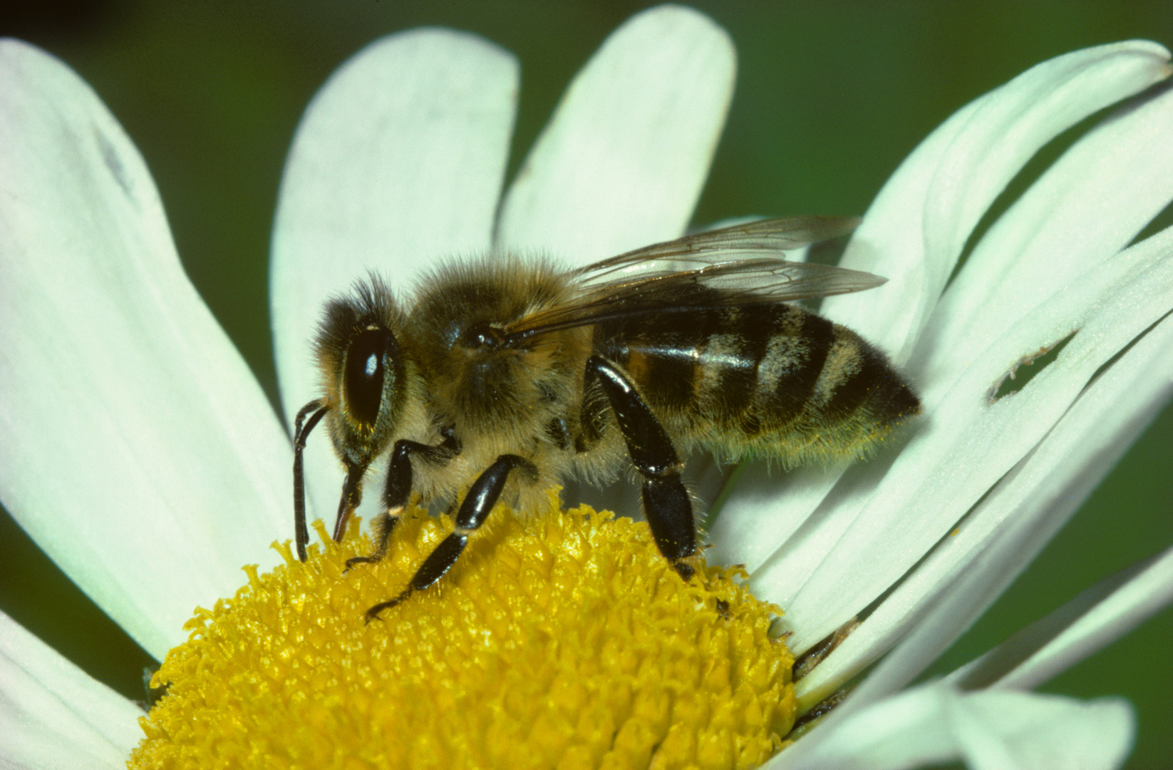 Honigbiene, Apis mellifera