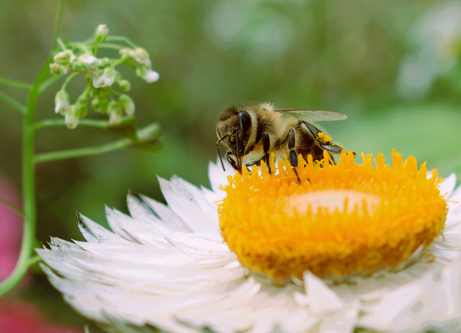Honigbiene (Apis mellifera), honey bee