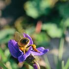 Honigbiene (Apis mellifera), honey bee