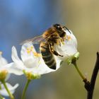 Honigbiene (Apis mellifera), honey bee