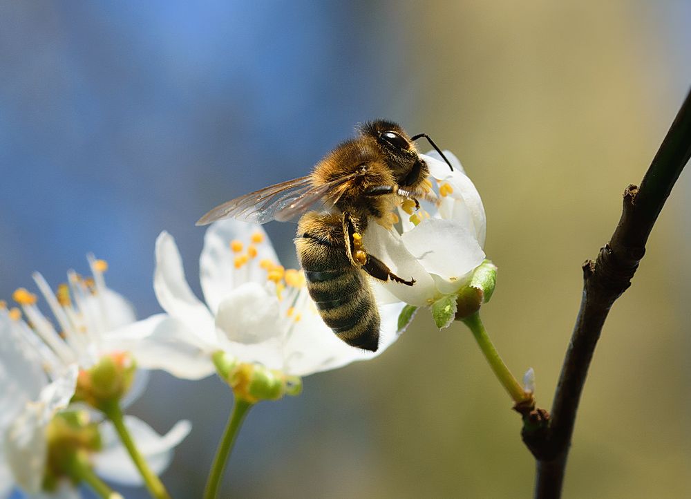 Honigbiene (Apis mellifera), honey bee