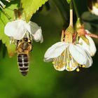 Honigbiene (Apis mellifera), honey bee