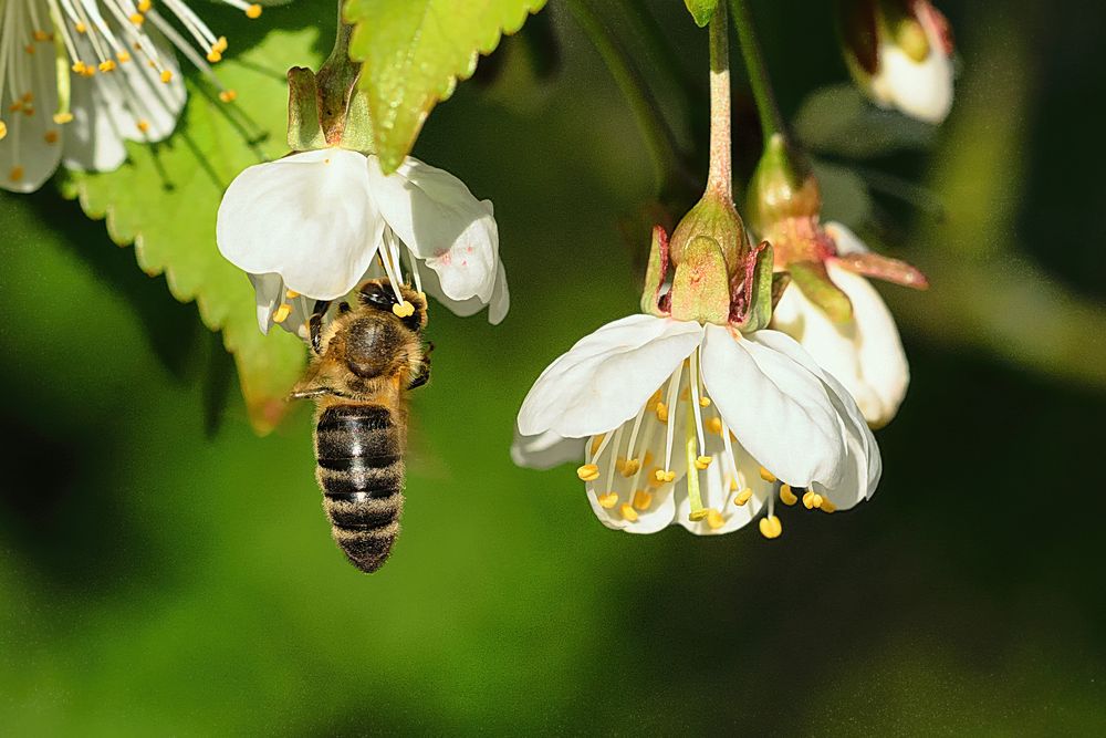 Honigbiene (Apis mellifera), honey bee