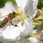 Honigbiene (Apis mellifera), honey bee