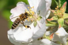 Honigbiene (Apis mellifera), honey bee