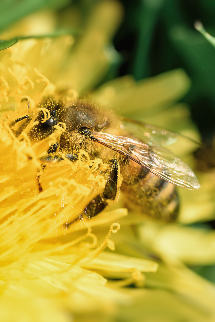 Honigbiene (Apis mellifera), honey bee