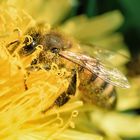 Honigbiene (Apis mellifera), honey bee