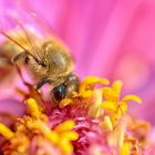 Honigbiene (Apis mellifera), honeybee