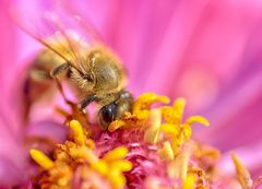 Honigbiene (Apis mellifera), honeybee