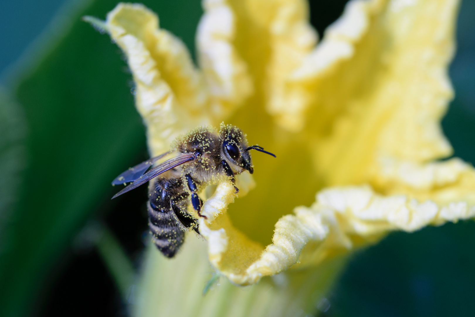 Honigbiene (Apis mellifera), honeybee