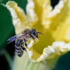 Honigbiene (Apis mellifera), honeybee