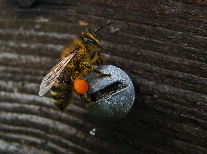 Honigbiene (Apis mellifera) I