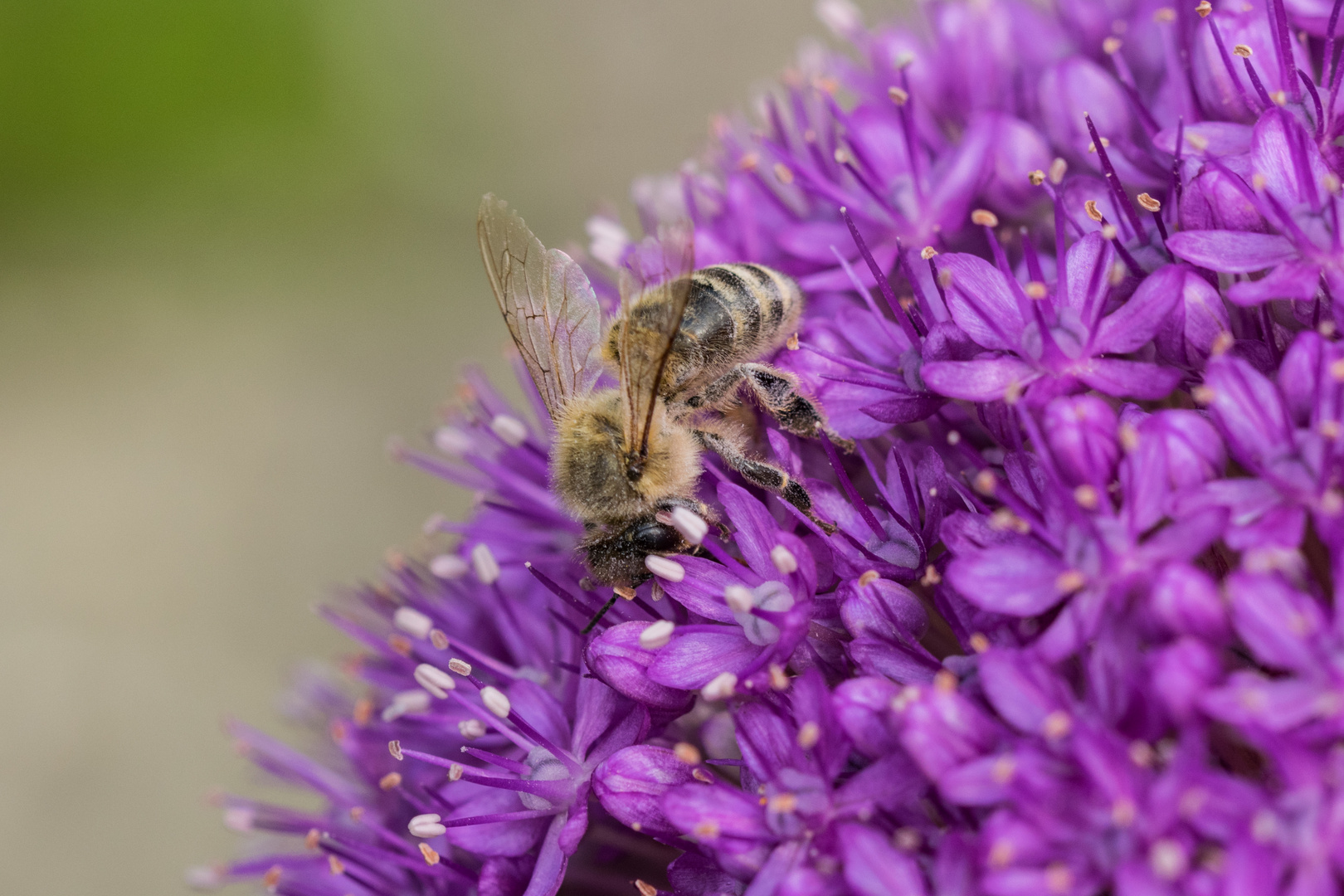 Honigbiene auf Allium giganteum