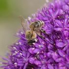 Honigbiene auf Allium giganteum