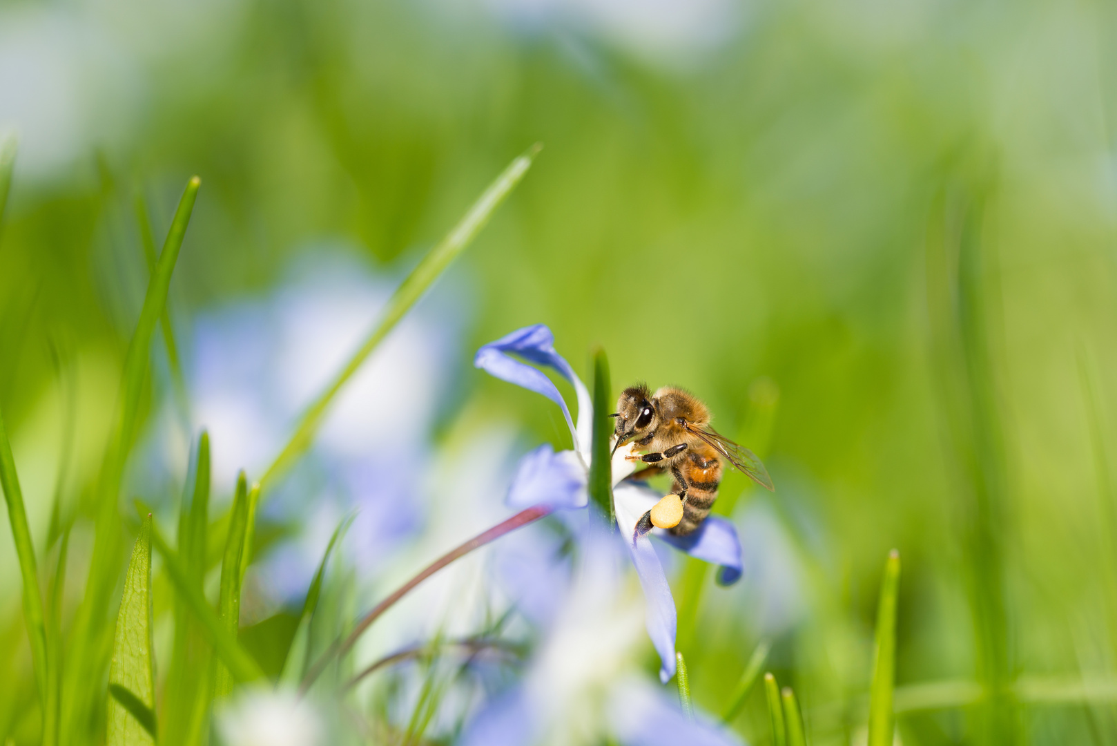 Honigbiene auf Blaustern
