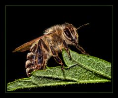 Honigbiene auf Brombeerblatt