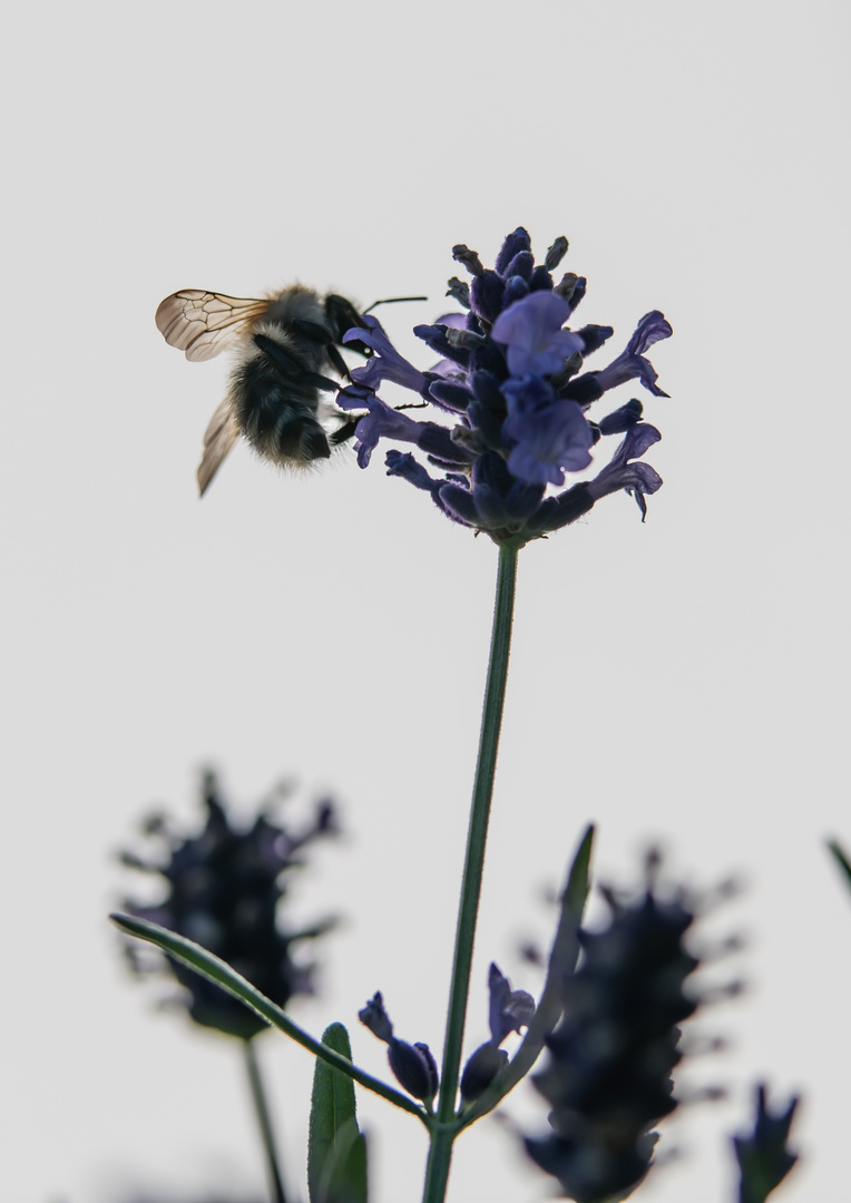 Honigbiene auf dem Lavendel