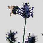 Honigbiene auf dem Lavendel